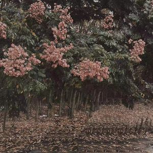 他含着她的花蒂猛吸
