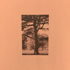 他含着她的花蒂猛吸
